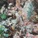Thick as Thieves, 2025, oil on panel, 12 x 15 inches thumbnail