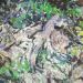 Germination, 2025, oil on panel, 13 x 19.25 inches thumbnail