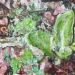 Skunk Cabbage, 2025, oil on panel, 13 x 19.25 inches thumbnail